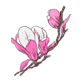 Magnolia clipart