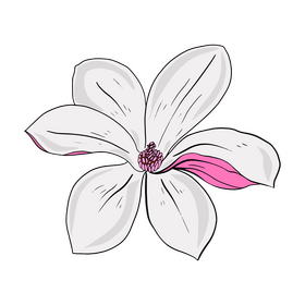 Magnolia clipart