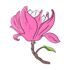 Magnolia clipart