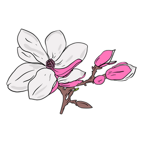 Magnolia clipart