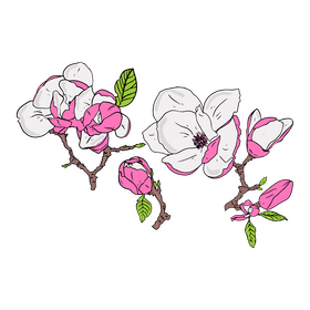 Magnolia clipart