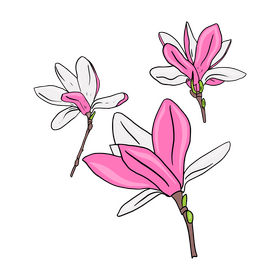 Magnolia clipart