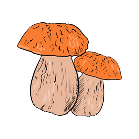 Porcini Mushroom clipart