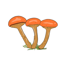 Maslata Mushroom clipart