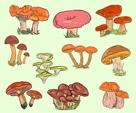 Types of Mushroom vector