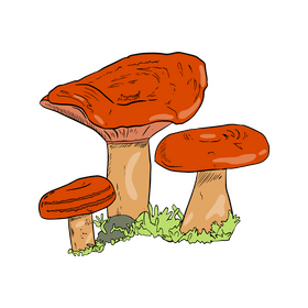 Lactarius Torminosus clipart