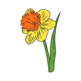 Narcissus clipart