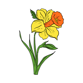 Narcissus clipart