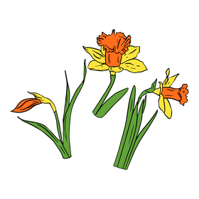 Narcissus clipart