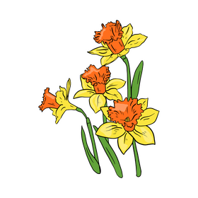 Narcissus clipart