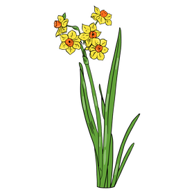 Narcissus clipart