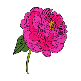 Peony clipart