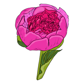 Peony clipart