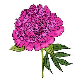 Peony clipart