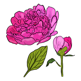 Peony clipart