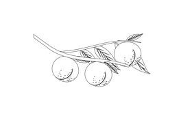 Peach Hanging on a Branch black and white clipart