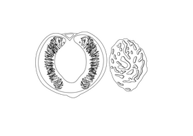 Half of Peach and its Endocarp black and white clipart