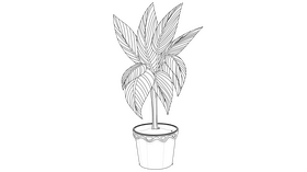Chinese Evergreen, Aglaonema black and white clipart