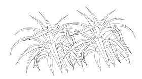 Spider Plant black and white clipart