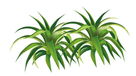 Spider Plant clipart