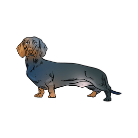Dachshund clipart