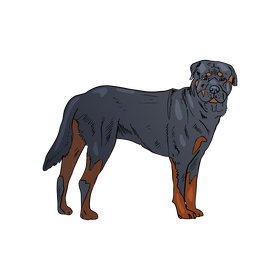 Rottweiler clipart