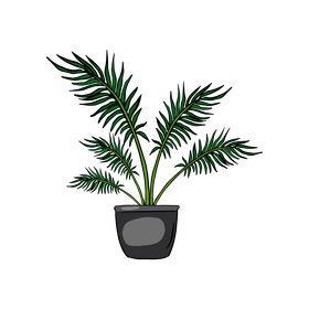 Majesty Palm clipart