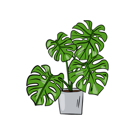 Monstera Deliciosa clipart