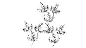 English Ivy black and white clipart
