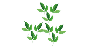 English Ivy clipart