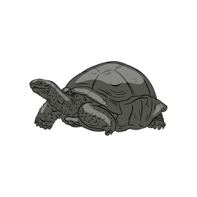 Turtle clipart