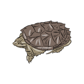 Turtle Clipart Free Download