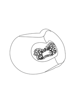 Pumpkin Sliced in a Quarter black and white clipart
