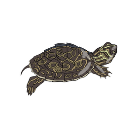 Western Painted Turtle Clipart Free Download