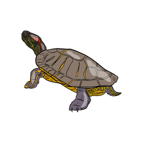 Wood Turtle clipart