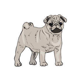 Pug Dog clipart