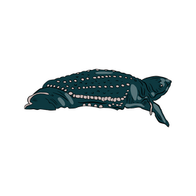Turtle clipart