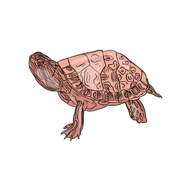 Turtle clipart