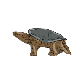 Western Painted Turtle Clipart Free Download