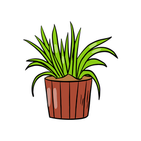 Spider Plant clipart