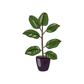 Baby Rubber Plant clipart