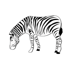 Zebra black and white clipart