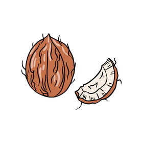 Coconut clipart