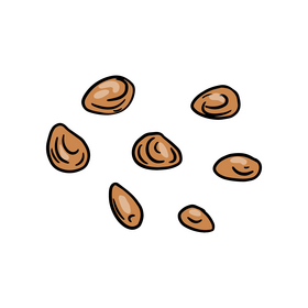 Pine nuts clipart