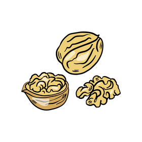 Walnut clipart