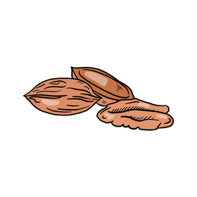 Pecan nuts clipart
