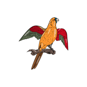 Parrot clipart