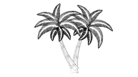 Palm Tree black and white clipart