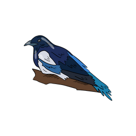 Magpie bird clipart