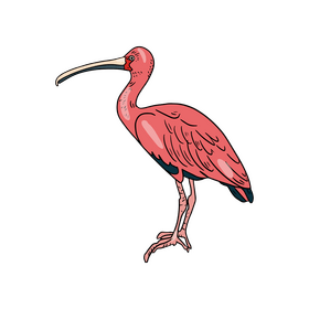 Pink heron bird clipart